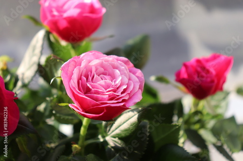 Beautiful red roses in Valentine day.