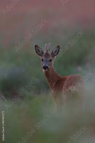 Rehbock in Wiese, Mai
