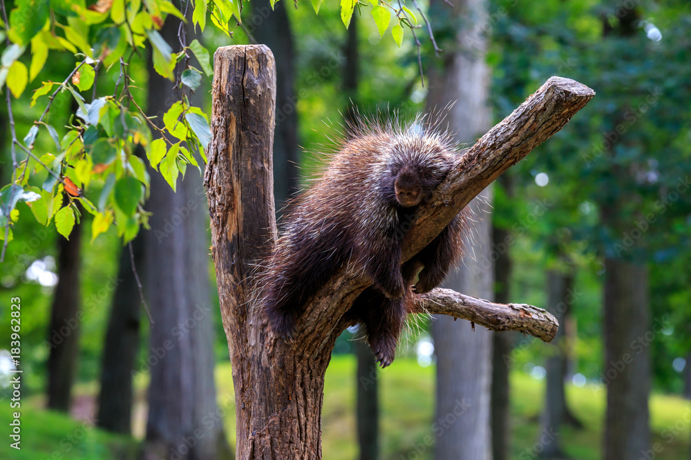 Obraz premium Porcupine in Tree