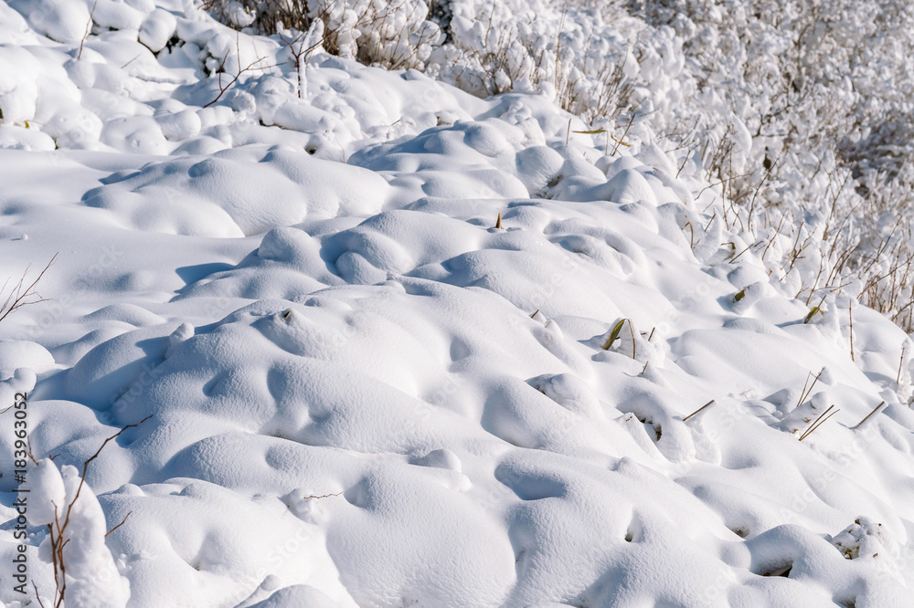 Fresh snow cover in tree at closeup, winter landscape.