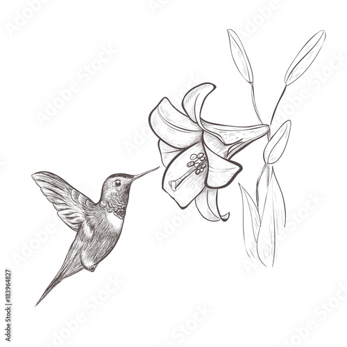 Hummingbird bird nectar flower. Hummingbird and lily hand drawing vector illustration