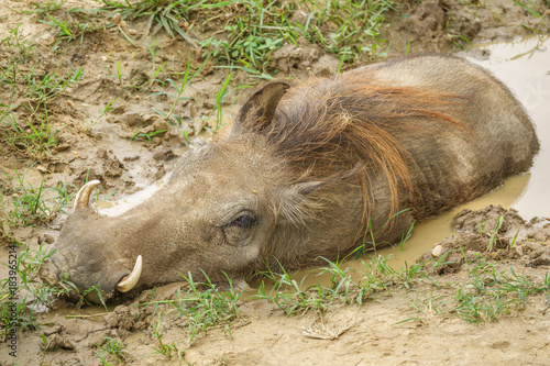 Warthog in a mud pond