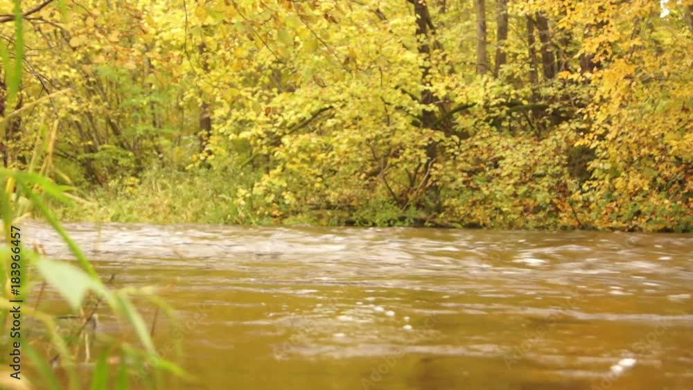 Stream in the autumn forest. Stream in the autumn forest.