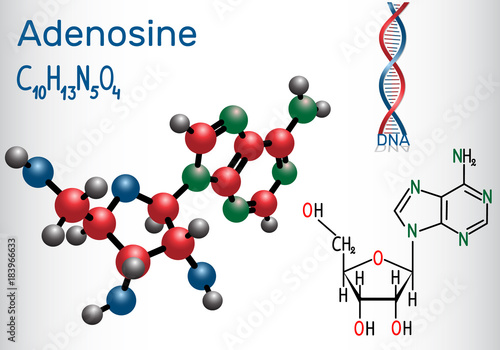 Adenosine - purine nucleoside molecule, is important part of ATP, ADP, cAMP , RNA, DNA