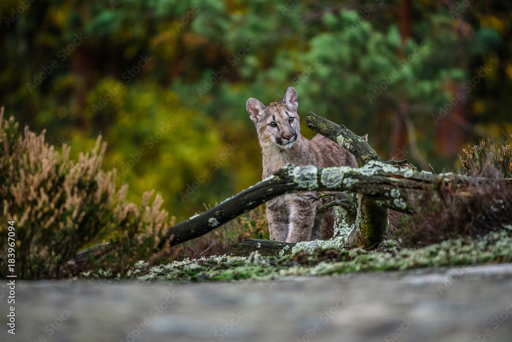 Fototapeta premium Dorosły samiec Cougar (Puma concolor) Paw Forward on Rock - anima w niewoli