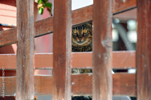 Cat behind the fence © romanevgenev