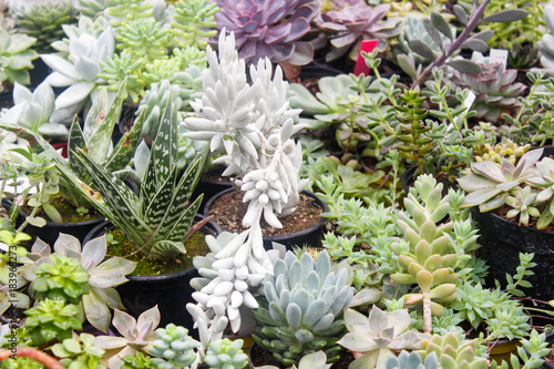 Fototapeta Naklejka Na Ścianę i Meble -  various types of succulent in flower pots in the greenhouse