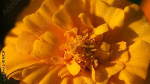 Yellow flower © Gaith
