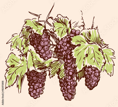 sketch of ripe bunches of grapes