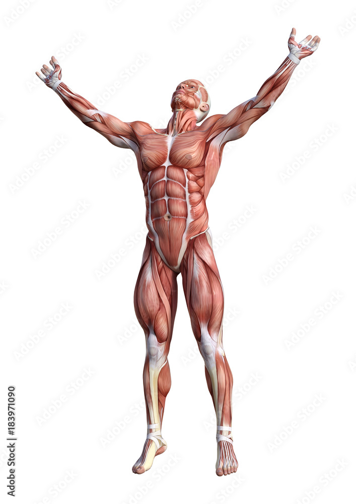 3D Rendering Male Anatomy Figure on White 3D Rendering Male Anatomy Figure on White