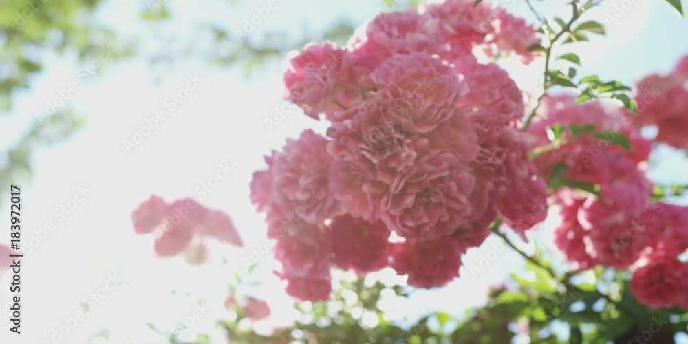 Spring roses. Shot on RED Epic W Helium 8K. Spring roses. Shot on RED Epic W Helium 8K.