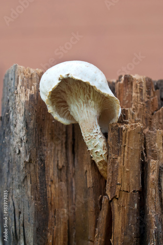 Prolitec scaly mushroom (Lentinus lepideus) on the stump photo