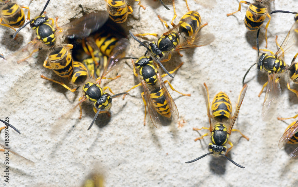 Wasp Family and nest hole