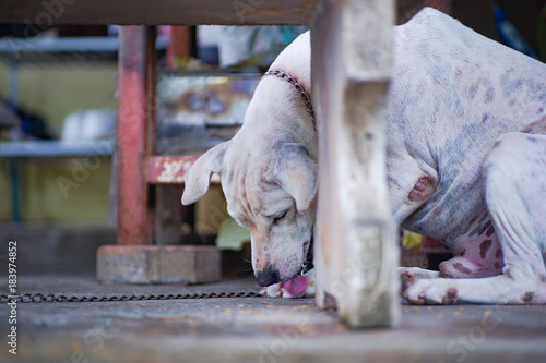 The white dog was chained beneath the table, licking his leg.