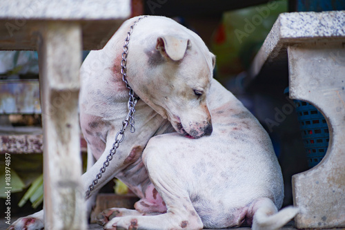 The white dog was chained beneath the table. Licking the back leg