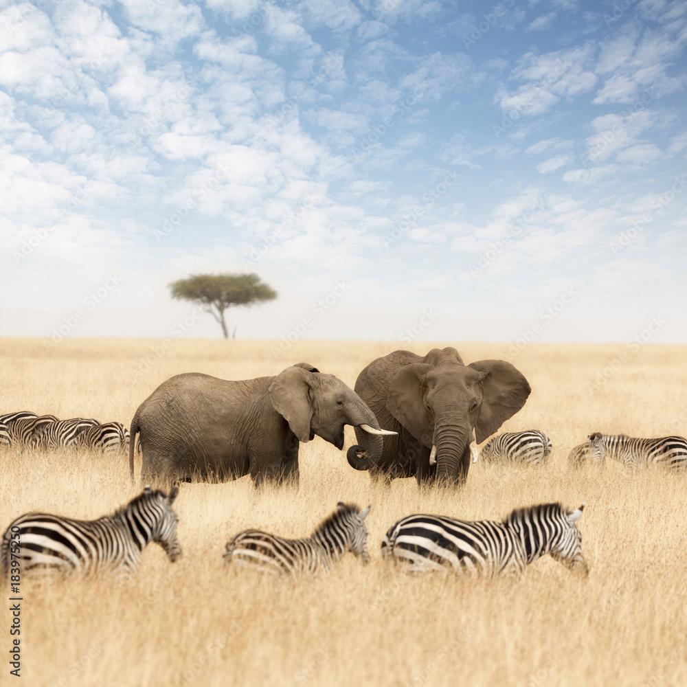 Fototapeta premium Słonie i zebry na łąkach Masai Mara