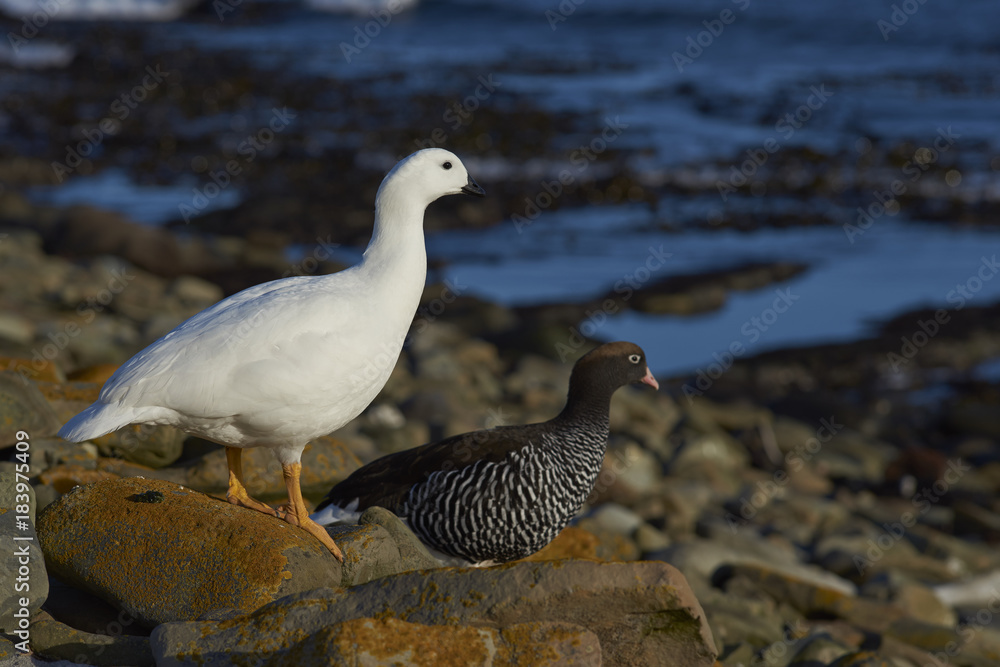 Pair of Kelp Geese (Chloephaga hybrida malvinarum) on the rocky coast of Sea Lion Island in the Falkland Islands. Pair of Kelp Geese (Chloephaga hybrida malvinarum) on the rocky coast of Sea Lion Island in the Falkland Islands.