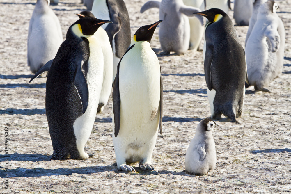 Obraz premium A colony of Emperor penguins(aptenodytes forsteri)colony on the ice of Davis sea,Eastern Antarctica
