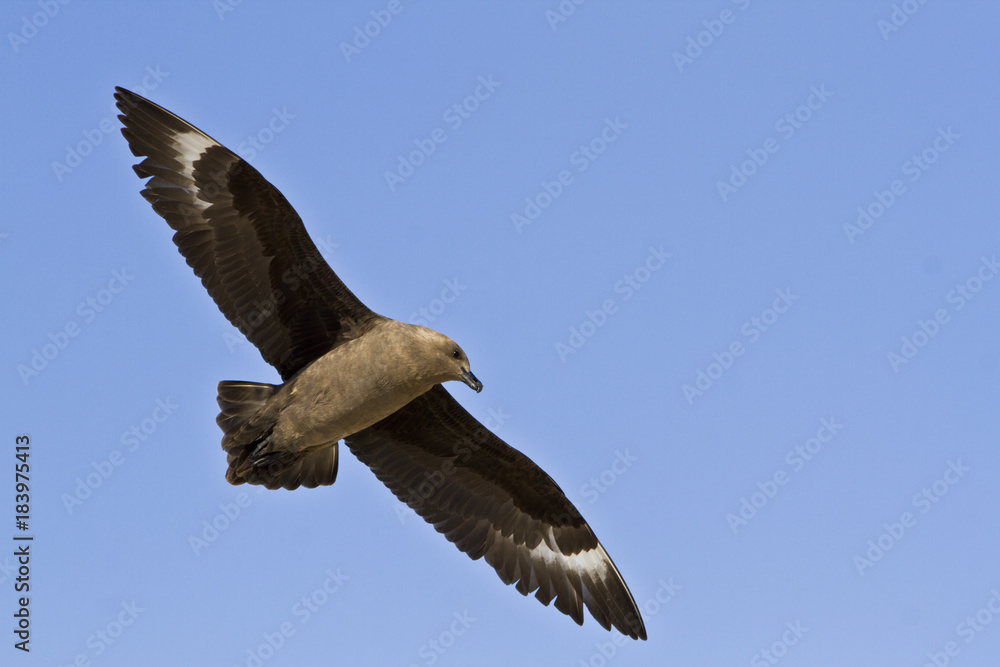 Obraz premium South polar Skua(catharacta maccormicki)in the sky Antarctica