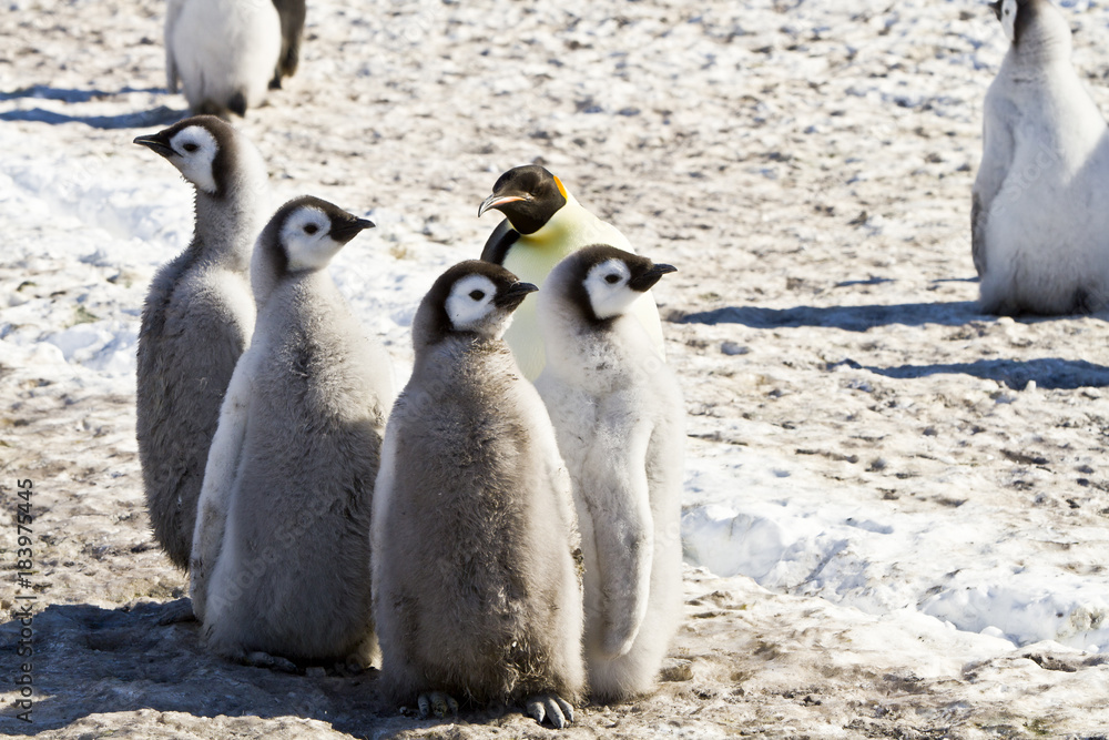 Fototapeta premium A colony of Emperor penguins(aptenodytes forsteri)colony on the ice of Davis sea,Eastern Antarctica