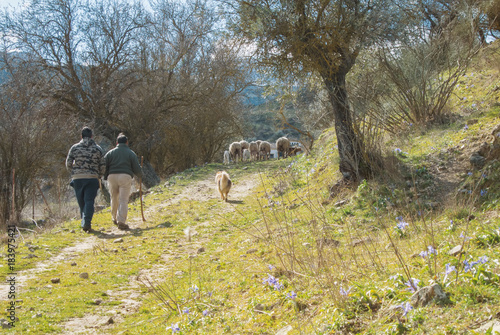 Two shepherds lead a herd of sheep and lambs and a dog along the path to the village, green grass, blue violet iris flowers and olive trees around. Ronda, Malaga province, Andalusia, Spain.