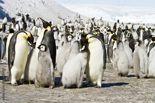 Slika na platnu A colony of Emperor penguins(aptenodytes forsteri)colony on the ice of Davis sea