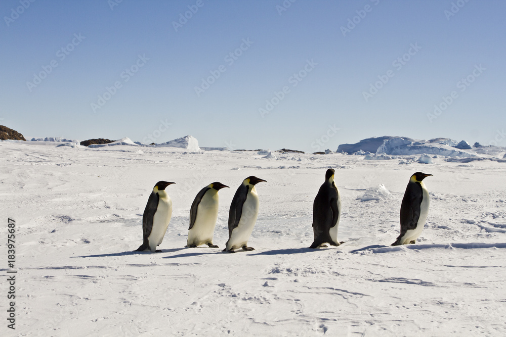 Emperor penguins(aptenodytes forsteri) on the ice of Davis sea,Antarctica