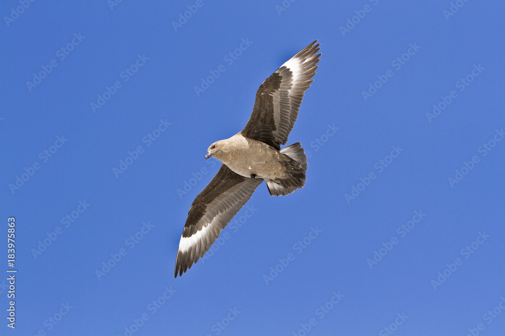 Obraz premium South polar Skua(catharacta maccormicki)hovers in the sky of East Antarctica