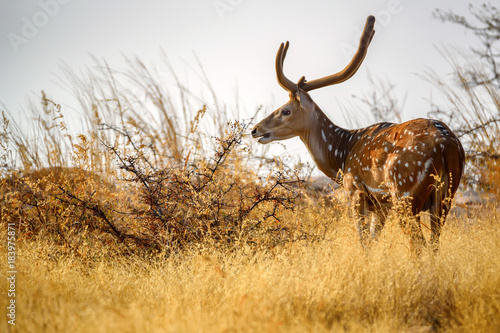 Spotted deer or Axis in national park Ranthambore © Yakov