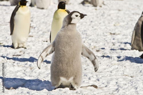 Chick the Emperor penguin aptenodytes forsteri colony on the ice of Davis sea Eastern Antarctica