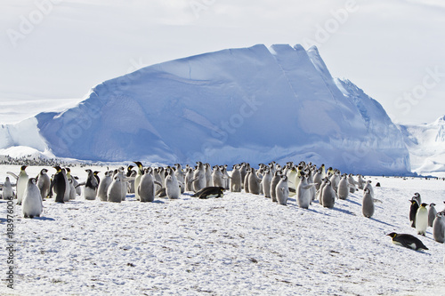 Foto Chick the Emperor penguin(aptenodytes forsteri)colony on the ice of Davis sea,Ea