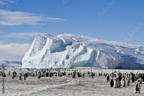 Foto A colony of Emperor penguins(aptenodytes forsteri)colony on the ice of Davis sea