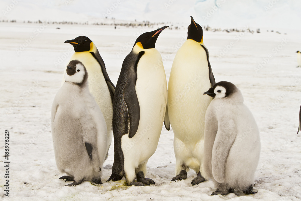 Obraz premium The family of the Emperor penguin(aptenodytes forsteri)colony on the ice of Davis sea,Eastern Antarctica