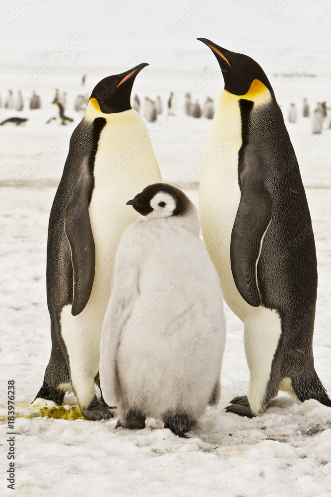 Obraz premium The family of the Emperor penguin(aptenodytes forsteri)colony on the ice of Davis sea,Eastern Antarctica