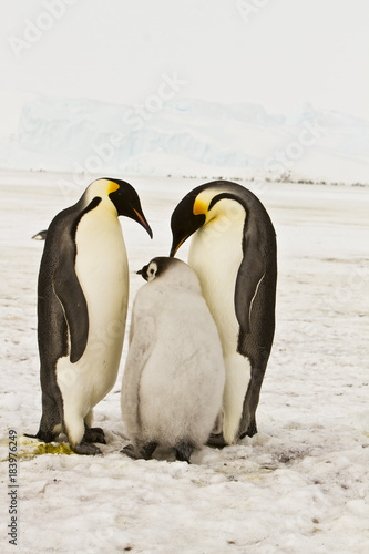 The family of the Emperor penguin aptenodytes forsteri colony on the ice of Davis sea Eastern Antarctica