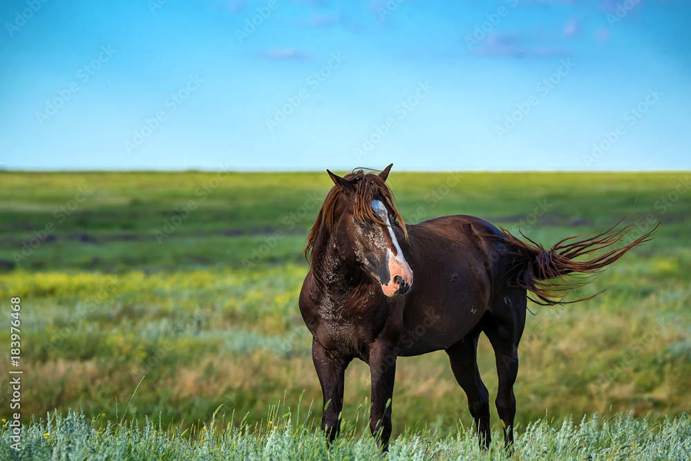 Wild stallion grazing on summer meadow Wild stallion grazing on summer meadow