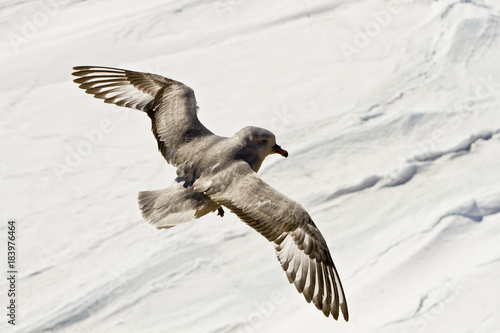 Southern Fulmar(fulmarus glacialoides)in flight in the skies of Antarctica photo