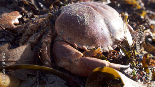 Winter storms bring seaweed and the odd crab ashore