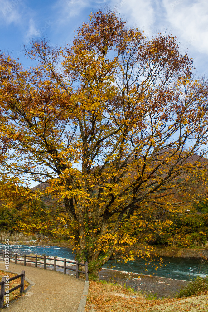 The color leaves in autumn at the riverside. The color leaves in autumn at the riverside.