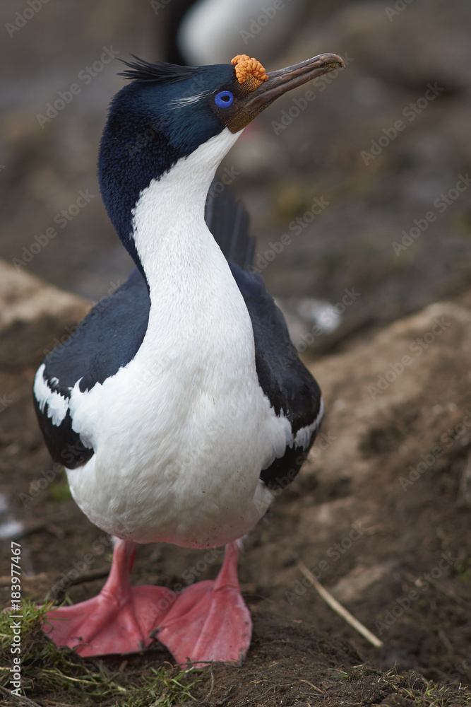 Naklejka premium Imperial Shag (Phalacrocorax atriceps albiventer) in breeding plumage on the cliffs of Saunders Islands in the Falkland Islands.