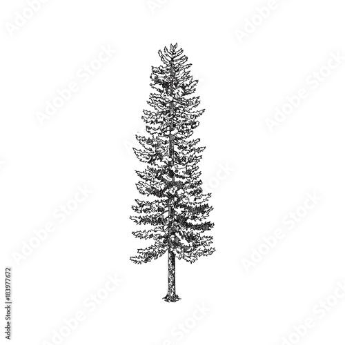 Hand drawn trees. Sketch Drawing illustration vector