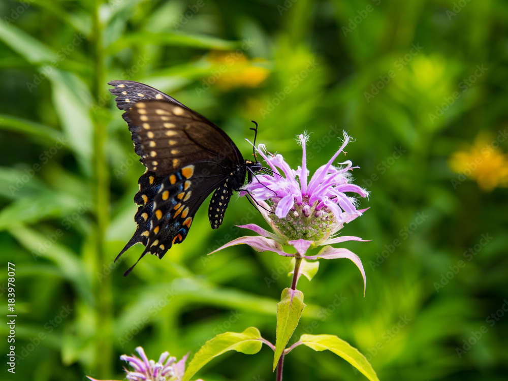 Spicebush Swallowtail Butterfly on a Flower, Green, Pink Spicebush Swallowtail Butterfly on a Flower, Green, Pink