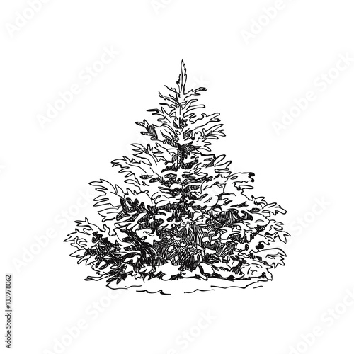 Hand drawn trees. Sketch Drawing illustration vector