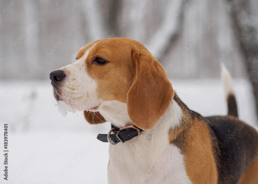 Beagle dog walking in the winter snowy forest