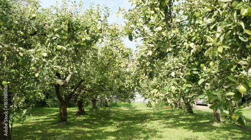Apple plantation