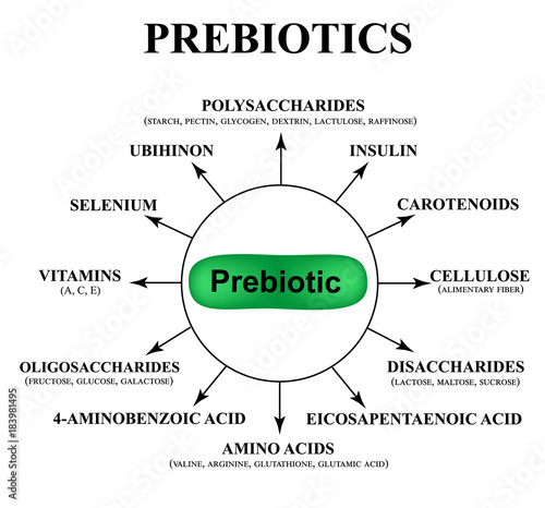 Substances prebiotics. Food for lactobacilli and bifidobacteria. Infographics. Vector illustration on isolated background