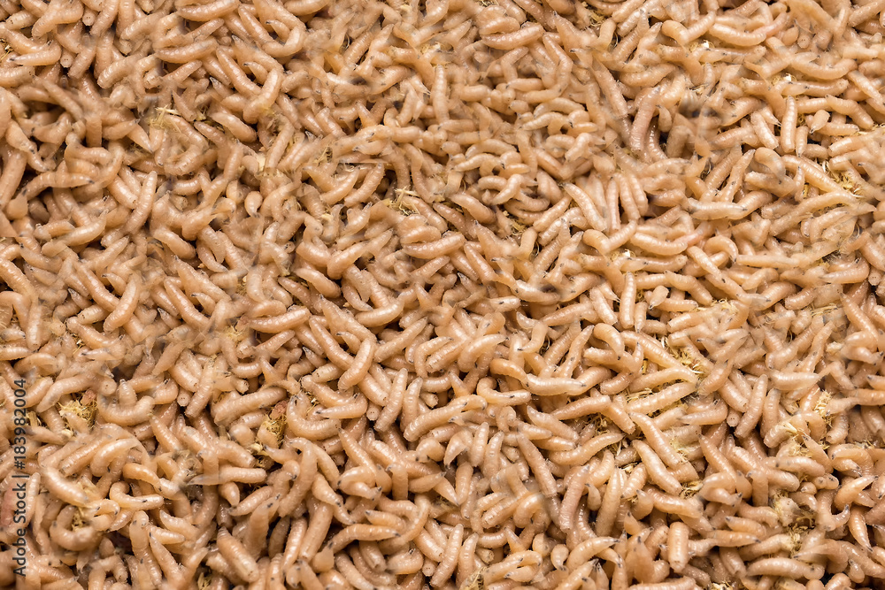 white maggots. large pile of worms. fishing lure white maggots. large pile of worms. fishing lure