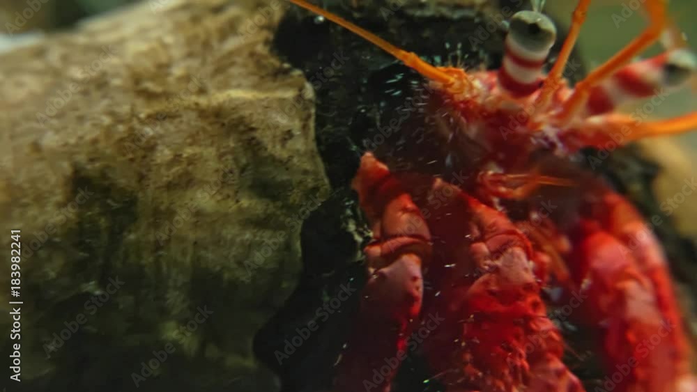 Ripresa Macro di un Paguro nella sua conchiglia con Attinia in ambiente naturale