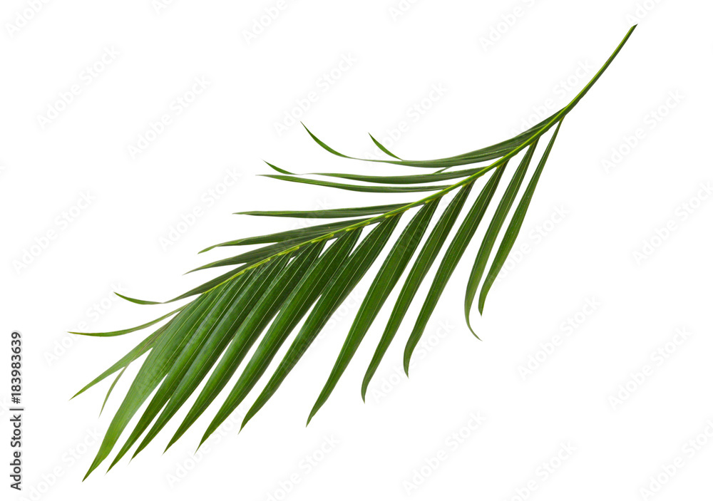 Fototapeta premium Zielone liście palmy na białym tle