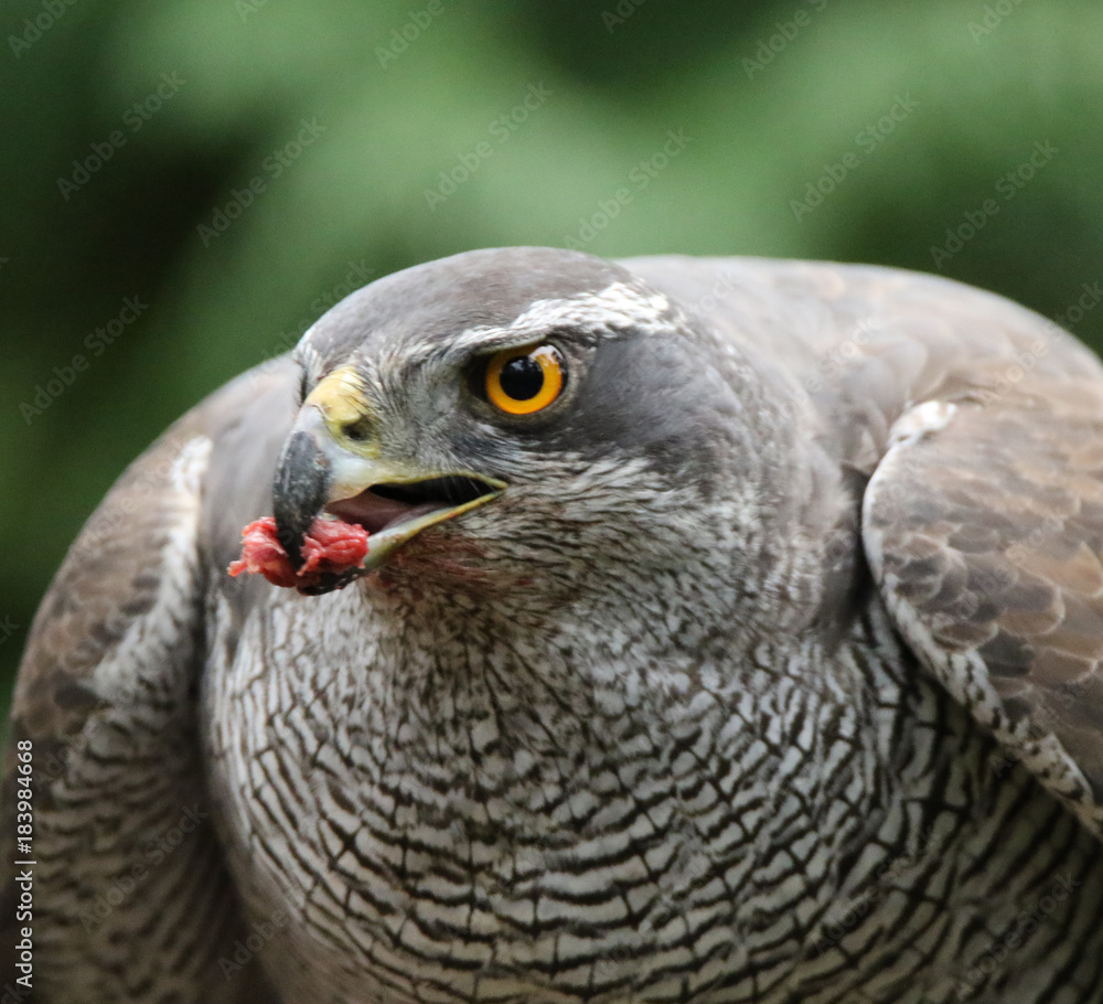 Fototapeta premium Goshawk closeup eating pigeon